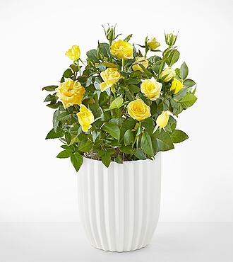 Ccs2 Fast Charging Socket 250A - Sunshine Yellow Rose Plant - Fluted