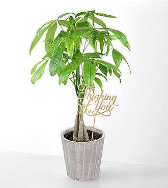Ccs2 Fast Charging Socket 250A - Thinking of you Money Tree -