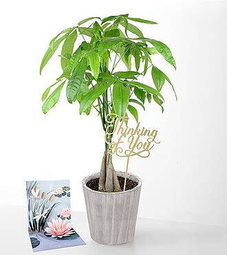 Ccs2 Fast Charging Socket 250A - Thinking of you Money Tree -