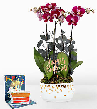 Ccs2 Fast Charging Socket 250A - Purple Birthday Orchid Garden - Orchid