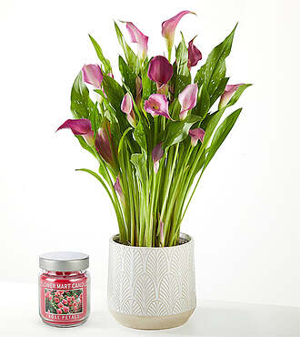 Ccs2 Fast Charging Socket 250A - Loving Bloom Purple Calla Lily Plant