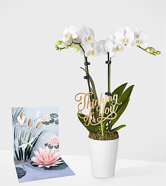 Ccs2 Fast Charging Socket 250A - Thinking of you White Orchid -