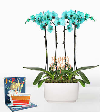 Ccs2 Fast Charging Socket 250A - Turquoise Birthday Orchid Garden - Orchid