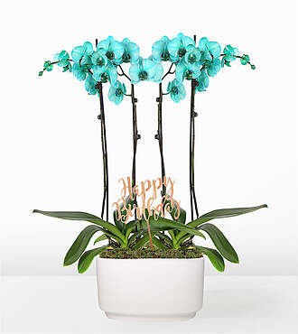 Ccs2 Fast Charging Socket 250A - Turquoise Birthday Orchid Garden - Orchid