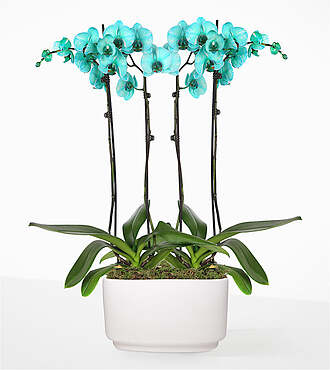 Ccs2 Fast Charging Socket 250A - Tuquoise Oasis Orchid Garden - FedEx