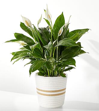 Ccs2 Fast Charging Socket 250A - Peace Lily Plant - FedEx