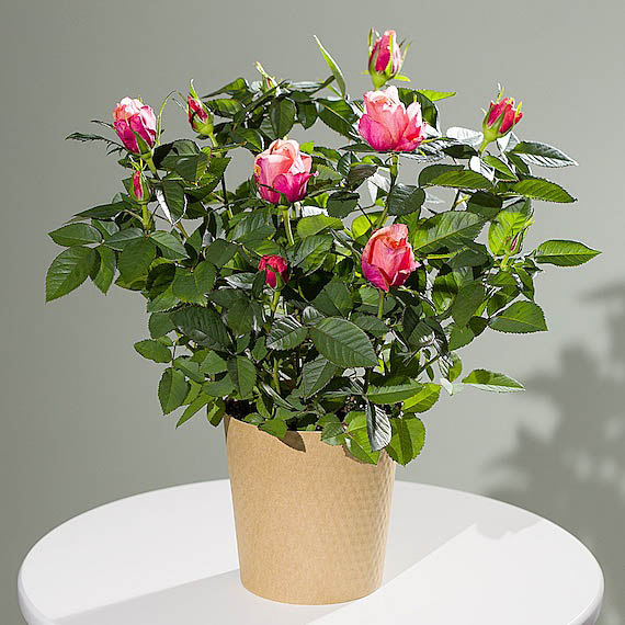 Chademo To Ccs Combo 1 Adapter - Autumn Rose Plant