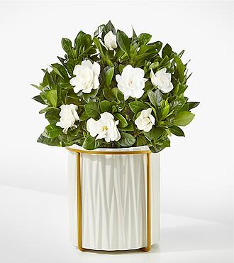 Ccs2 Fast Charging Socket 250A - 8-inch Fragrant Gardenia Plant - FedEx