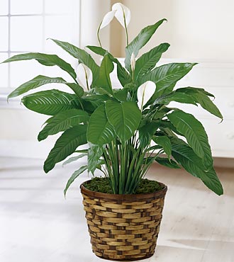 Ccs2 Fast Charging Socket 250A - Spathiphyllum Plant