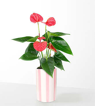 Ccs2 Fast Charging Socket 250A - Sending Love Pink Anthurium - FedEx