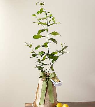 Ccs2 Fast Charging Socket 250A - Petite Meyer Lemon Tree - FedEx