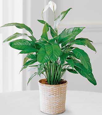 Ccs2 Fast Charging Socket 250A - FTD Peace Lily Plant