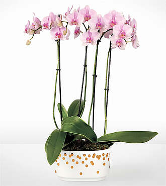Ccs2 Fast Charging Socket 250A - Pink and Pretty Orchid Garden -
