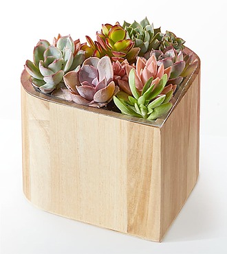 Ccs2 Fast Charging Socket 250A - My Heart Succulent Garden - FedEx