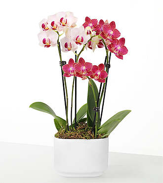 Ccs2 Fast Charging Socket 250A - Let Love Grow Orchid Duo -