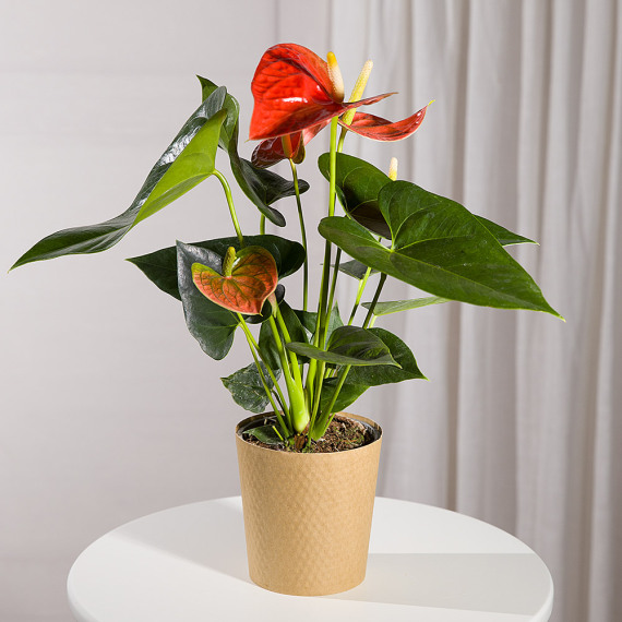 Chademo To Ccs Combo 1 Adapter - Coral Anthurium Plant