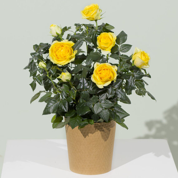 Chademo To Ccs Combo 1 Adapter - Yellow Rose Plant