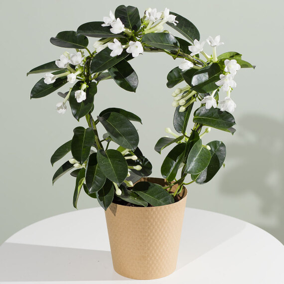 Chademo To Ccs Combo 1 Adapter - Stephanotis Plant