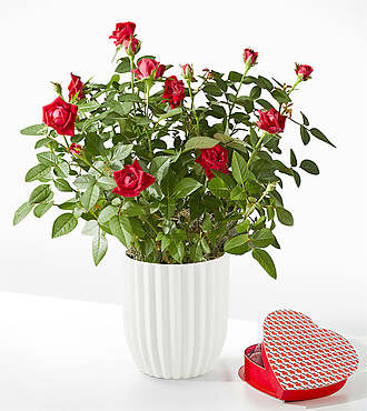 Ccs2 Fast Charging Socket 250A - Royal Red Rose - Heart Shaped