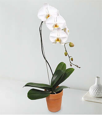 Ccs2 Fast Charging Socket 250A - White Cascading Orchid