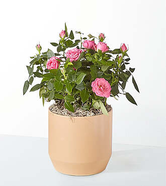 Ccs2 Fast Charging Socket 250A - Young Love Pink Rose Plant -