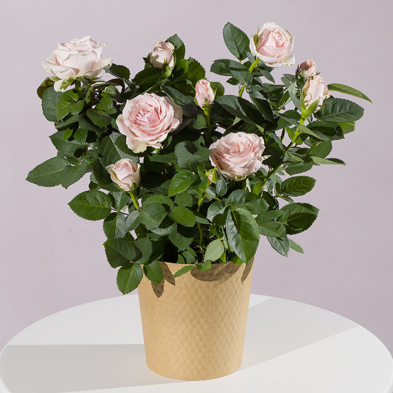 Chademo To Ccs Combo 1 Adapter - Pink Rose Plant