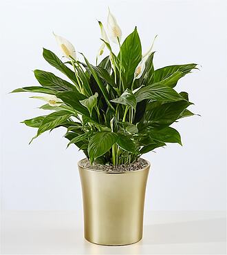 Ccs2 Fast Charging Socket 250A - Comfort Bloom Peace Lily - FedEx