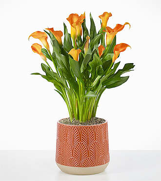 Ccs2 Fast Charging Socket 250A - Golden Orange Calla Lily Plant -