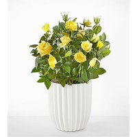 Sunshine Yellow Rose Plant - F - Ccs2 Fast Charging Socket 250A review and price