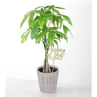 Thinking of you Money Tree - M - Ccs2 Fast Charging Socket 250A review and price