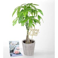 Thinking of you Money Tree - M - Ccs2 Fast Charging Socket 250A review and price
