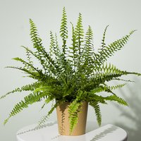 Boston Fern Plant - Chademo To Ccs Combo 1 Adapter review and price
