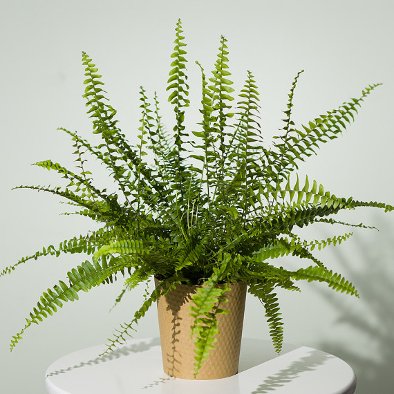 Boston Fern Plant - Chademo To Ccs Combo 1 Adapter review and price