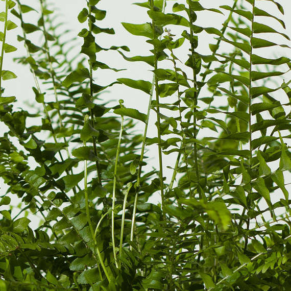 Boston Fern Plant - Chademo To Ccs Combo 1 Adapter review and price