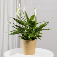 Peace Lily Plant - Chademo To Ccs Combo 1 Adapter review and price
