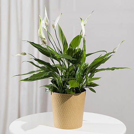 Peace Lily Plant - Chademo To Ccs Combo 1 Adapter review and price
