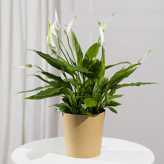 Peace Lily Plant - Chademo To Ccs Combo 1 Adapter review and price