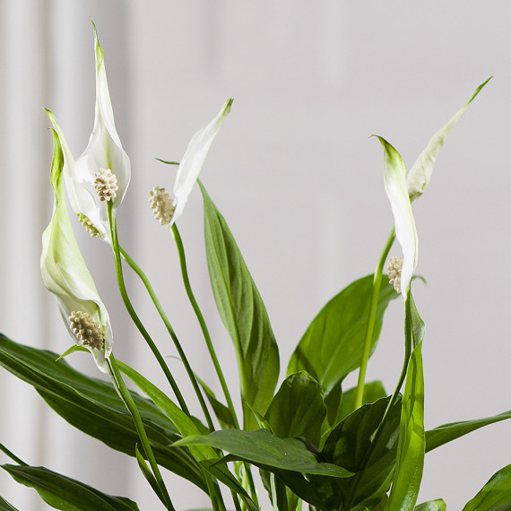 Peace Lily Plant - Chademo To Ccs Combo 1 Adapter review and price