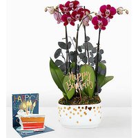 Purple Birthday Orchid Garden  - Ccs2 Fast Charging Socket 250A review and price