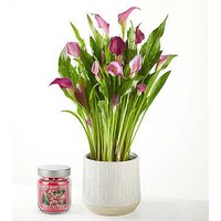 Loving Bloom Purple Calla Lily - Ccs2 Fast Charging Socket 250A review and price