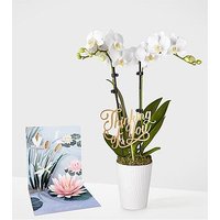 Thinking of you White Orchid - - Ccs2 Fast Charging Socket 250A review and price