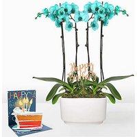 Turquoise Birthday Orchid Gard - Ccs2 Fast Charging Socket 250A review and price