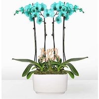 Turquoise Birthday Orchid Gard - Ccs2 Fast Charging Socket 250A review and price