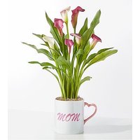 Mom's Heart Pink Calla Lily -  - Ccs2 Fast Charging Socket 250A review and price