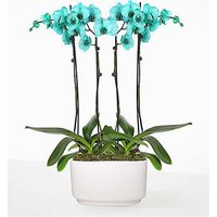 Tuquoise Oasis Orchid Garden - - Ccs2 Fast Charging Socket 250A review and price