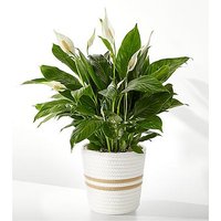 Peace Lily Plant - FedEx - Ccs2 Fast Charging Socket 250A review and price