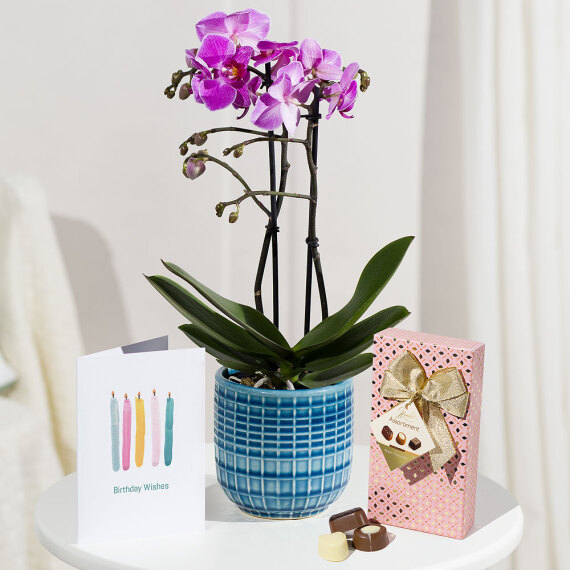 Phalaenopsis Birthday Gift - Chademo To Ccs Combo 1 Adapter review and price