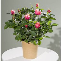 Autumn Rose Plant - Chademo To Ccs Combo 1 Adapter review and price
