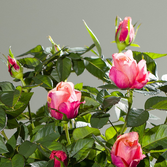 Autumn Rose Plant - Chademo To Ccs Combo 1 Adapter review and price
