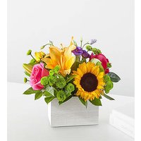 Best Day Box Bouquet - Ccs2 Fast Charging Socket 250A review and price
